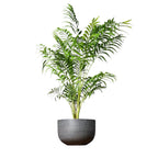 Parlor Palm Bamboo – Decorative Palm Plant