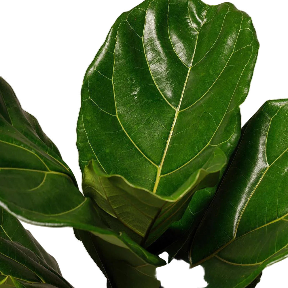 Tropical Treasure Fig Houseplant