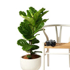 Tropical Treasure Fig Houseplant