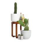 San Pedro Cactus Indoor Plant