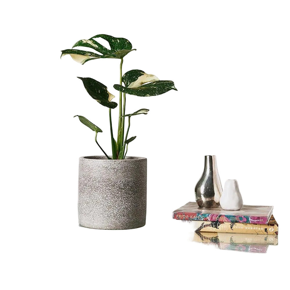 Monstera Thai Constellation